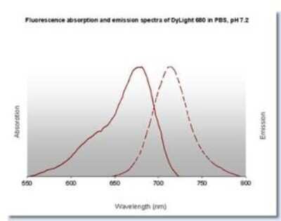 Fluorophore-linked immunosorbent assay: Rabbit anti-Goat IgG Fc fragment Secondary Antibody [DyLight 680] [NBP1-72834] - Fluorescence absorption and emission spectra of Dylight 680 in PBS, pH 7.2.